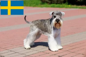 Read more about the article Schnauzer breeders and puppies in Sweden