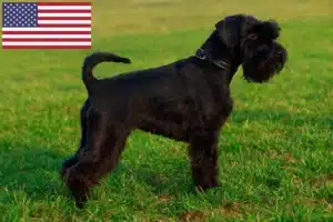 Read more about the article Schnauzer breeders and puppies in the USA