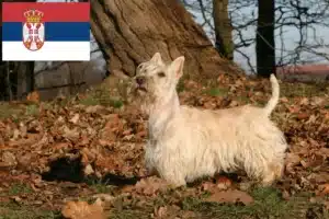 Read more about the article Scottish Terrier breeders and puppies in Serbia