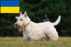 Read more about the article Scottish Terrier breeders and puppies in Ukraine