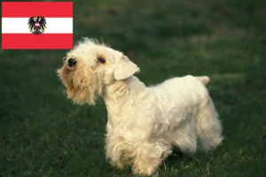 Read more about the article Sealyham Terrier breeders and puppies in Austria