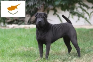 Read more about the article Shar-Pei breeders and puppies in Cyprus