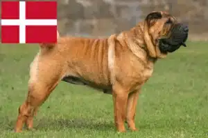 Read more about the article Shar-Pei breeders and puppies in Denmark