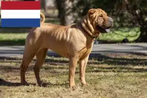 Read more about the article Shar-Pei breeders and puppies in the Netherlands