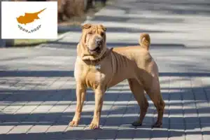 Read more about the article Shar-Pei breeders and puppies in Cyprus