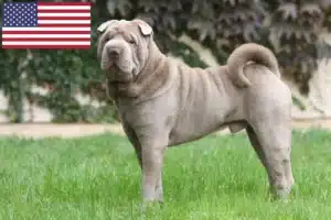 Read more about the article Shar-Pei breeders and puppies in the USA