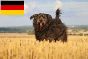 Read more about the article Sheep Poodle breeders and puppies in Germany