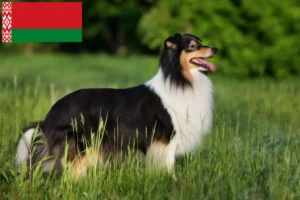Read more about the article Sheltie breeders and puppies in Belarus