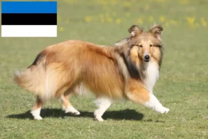 Read more about the article Sheltie breeders and puppies in Estonia