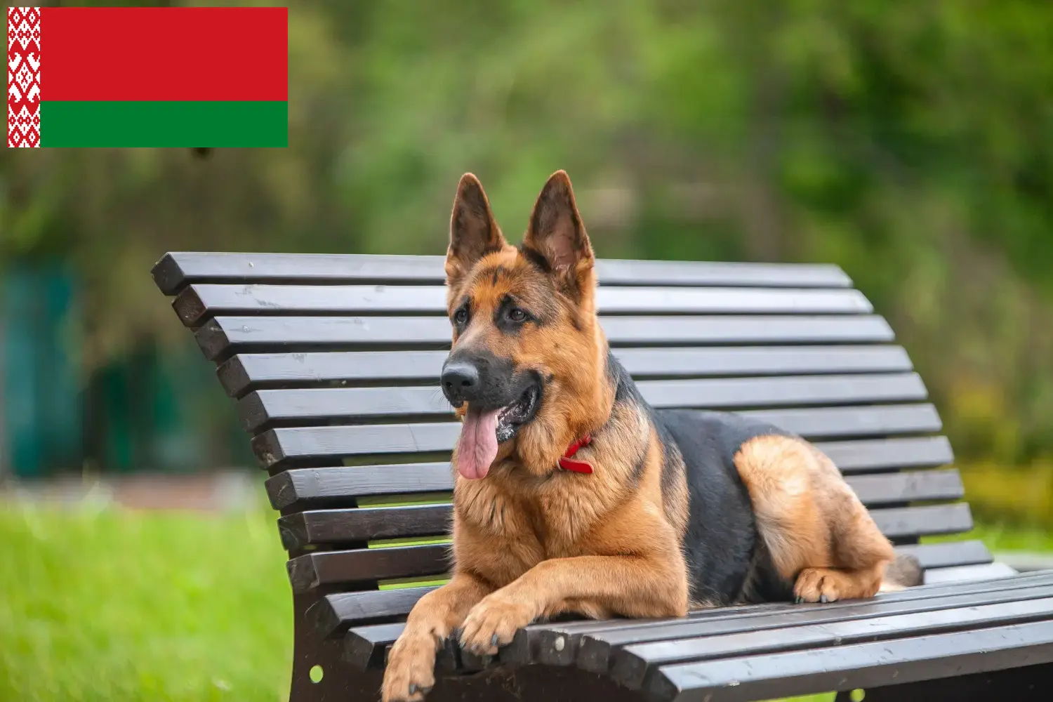 Read more about the article Shepherd dog breeders and puppies in Belarus