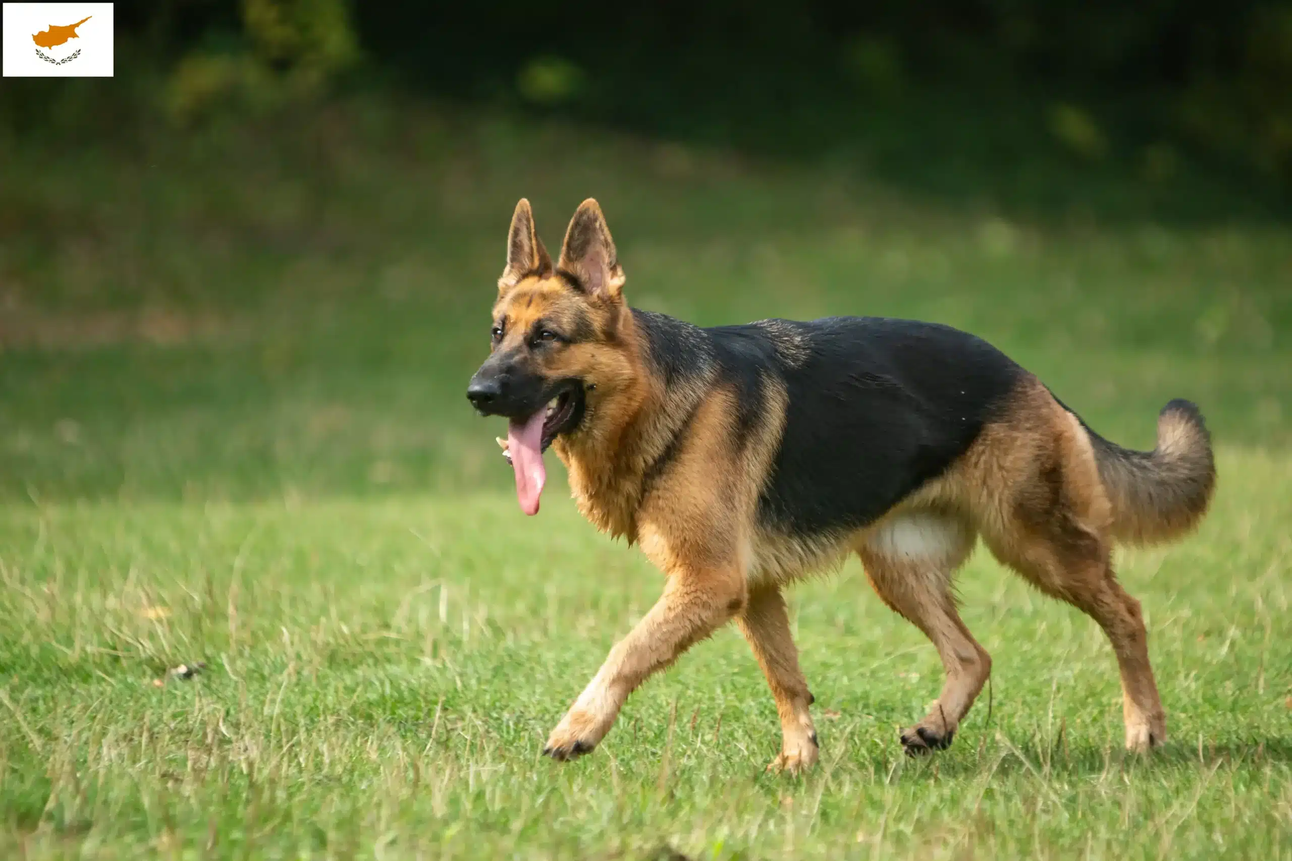 Read more about the article Shepherd dog breeders and puppies in Cyprus