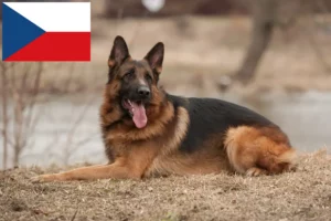 Read more about the article Shepherd dog breeders and puppies in the Czech Republic