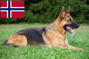 Read more about the article Sheepdog breeders and puppies in Norway