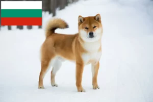 Read more about the article Shiba breeders and puppies in Bulgaria