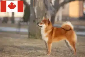 Read more about the article Shiba breeders and puppies in Canada