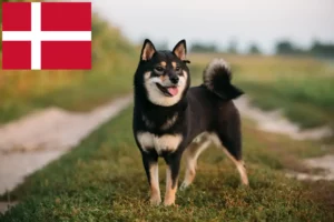 Read more about the article Shiba breeders and puppies in Denmark