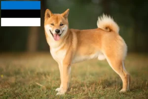 Read more about the article Shiba breeders and puppies in Estonia