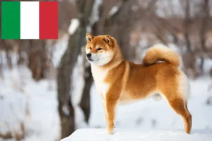 Read more about the article Shiba breeders and puppies in Italy