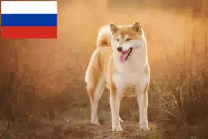 Read more about the article Shiba breeders and puppies in Russia