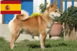 Read more about the article Shiba breeders and puppies in Spain