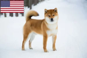 Read more about the article Shiba breeders and puppies in the USA