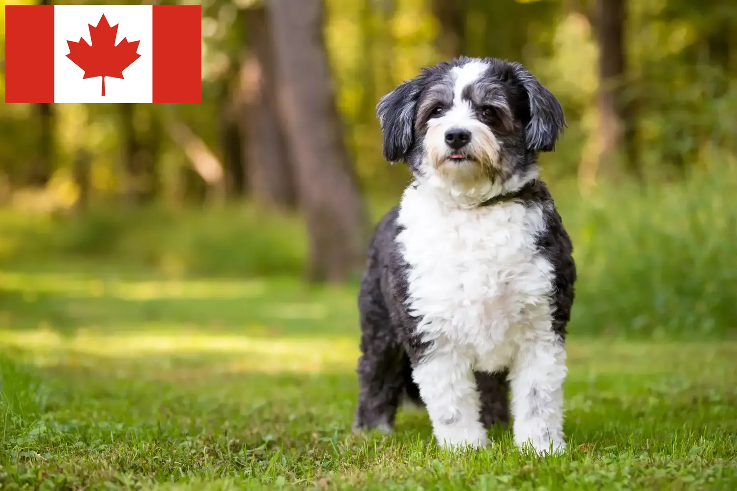 Read more about the article Shih-Poo breeders and puppies in Canada