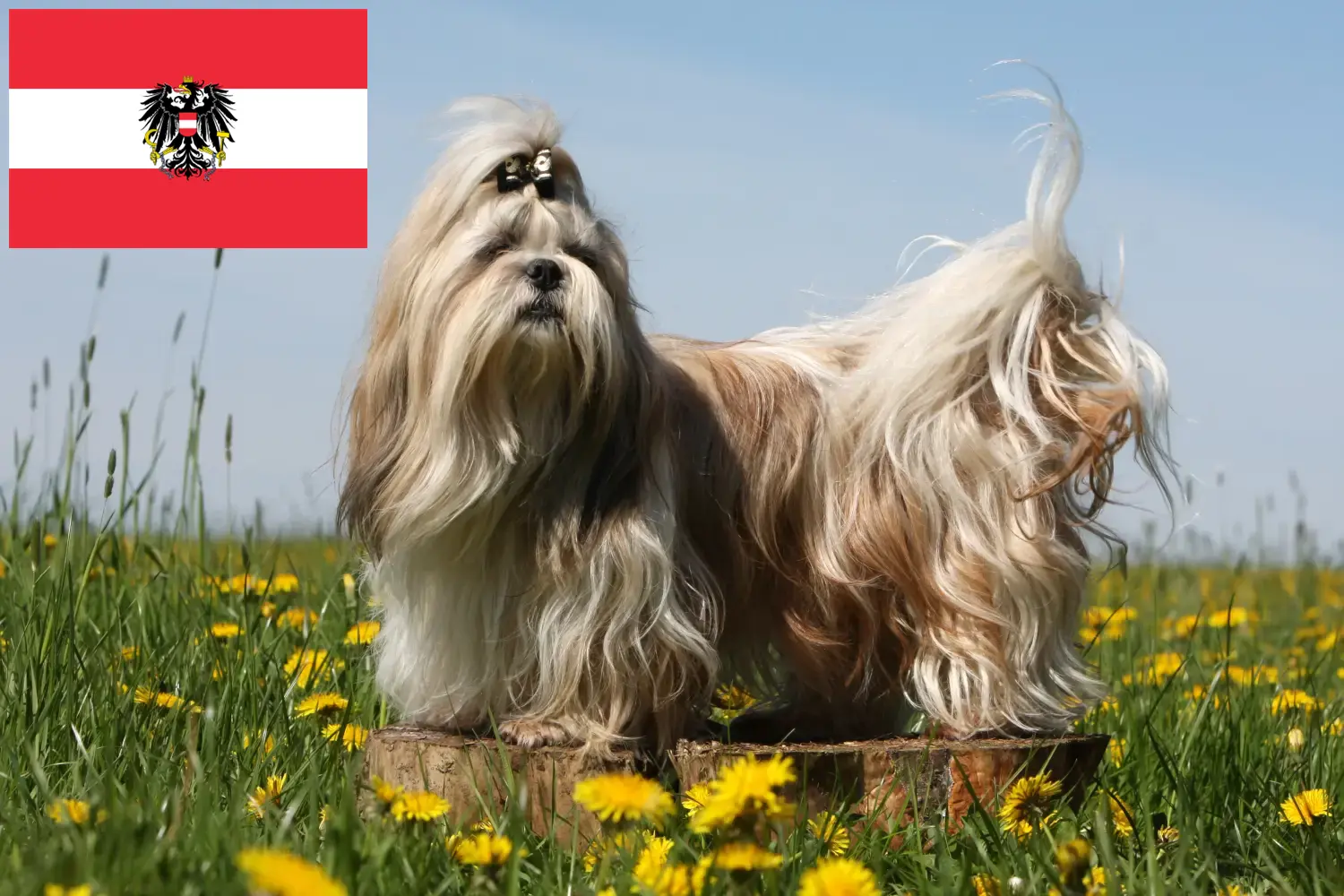 Read more about the article Shih Tzu breeders and puppies in Austria