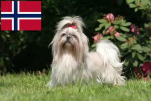 Read more about the article Shih Tzu breeders and puppies in Norway