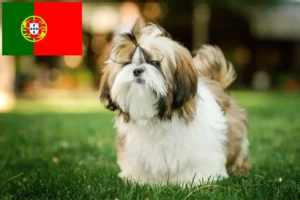 Read more about the article Shih Tzu breeders and puppies in Portugal