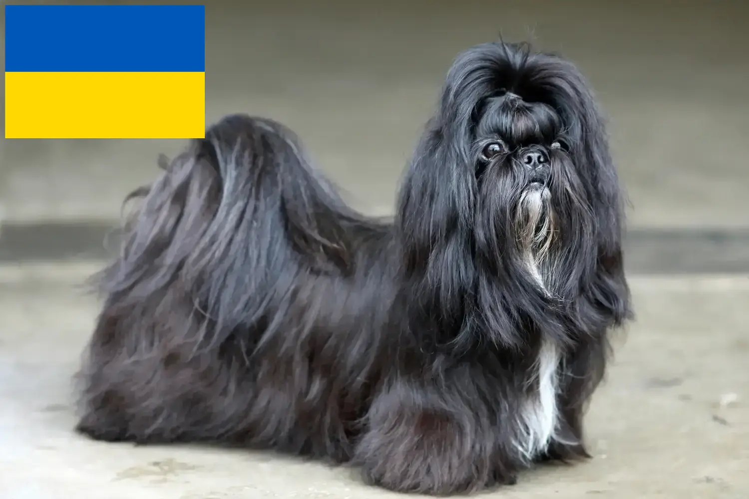 Read more about the article Shih Tzu breeders and puppies in Ukraine