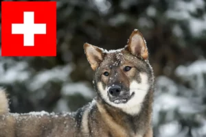 Read more about the article Shikoku breeders and puppies in Switzerland