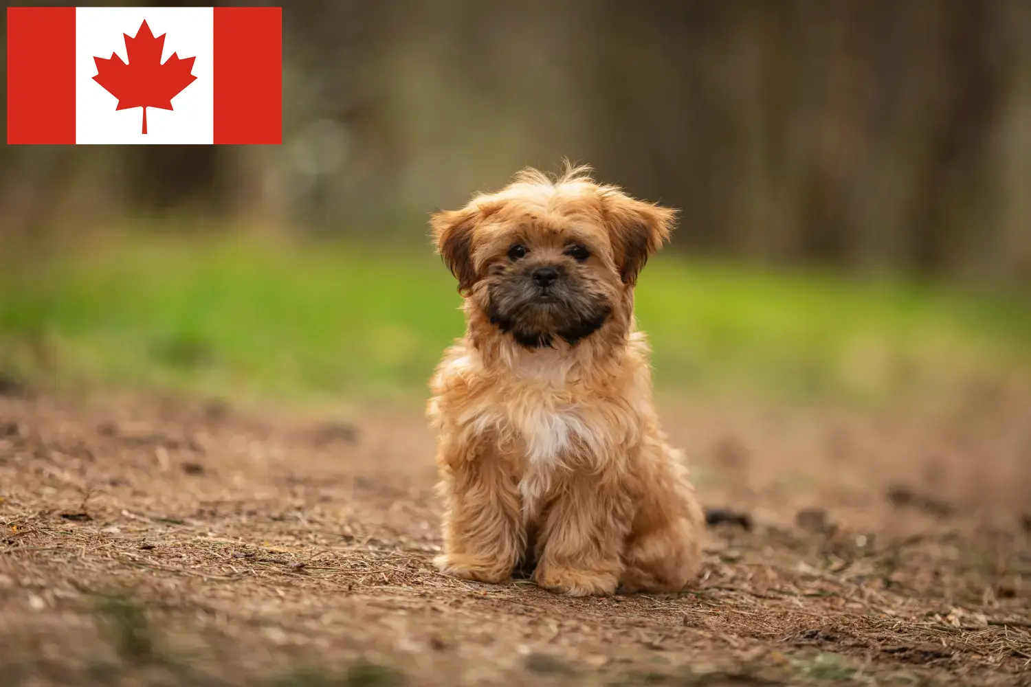 Read more about the article Shorkie breeders and puppies in Canada