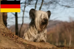 Read more about the article Skye Terrier breeders and puppies in Germany