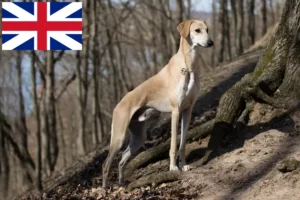 Read more about the article Sloughi breeders and puppies in Great Britain