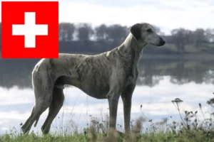 Read more about the article Sloughi breeders and puppies in Switzerland