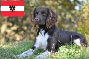 Read more about the article Small Münsterländer breeders and puppies in Austria