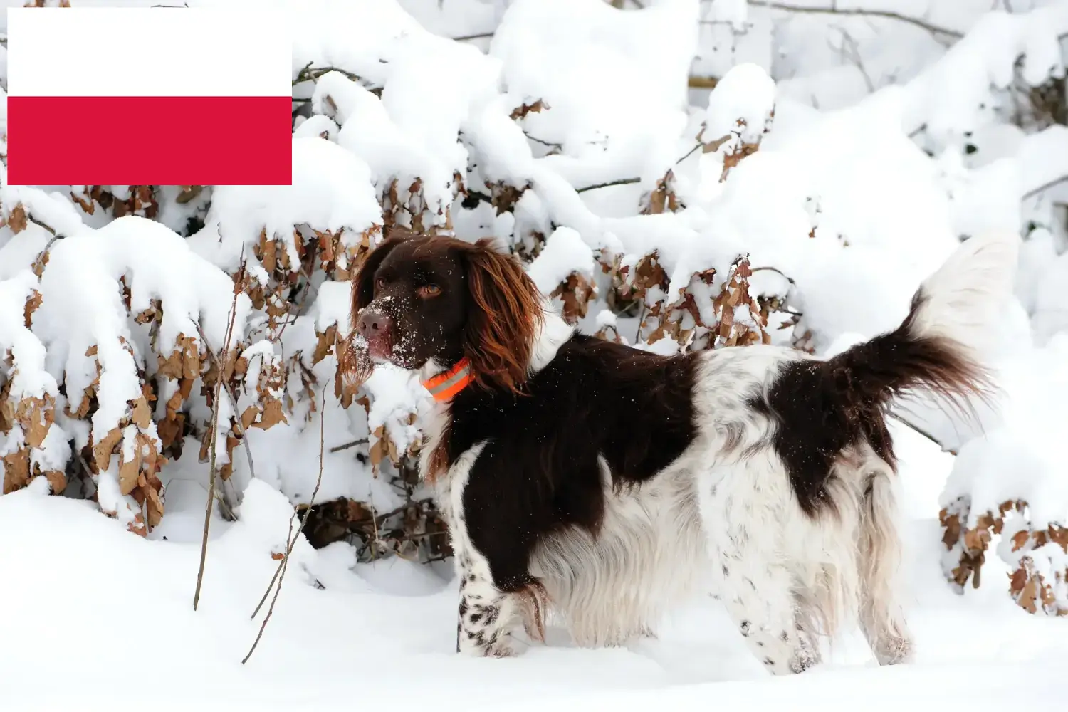 Read more about the article Small Münsterländer breeder and puppies in Poland