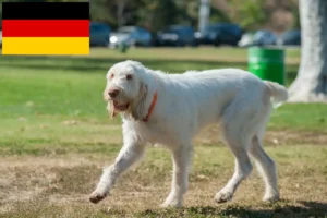 Read more about the article Spinone Italiano breeders and puppies in Germany