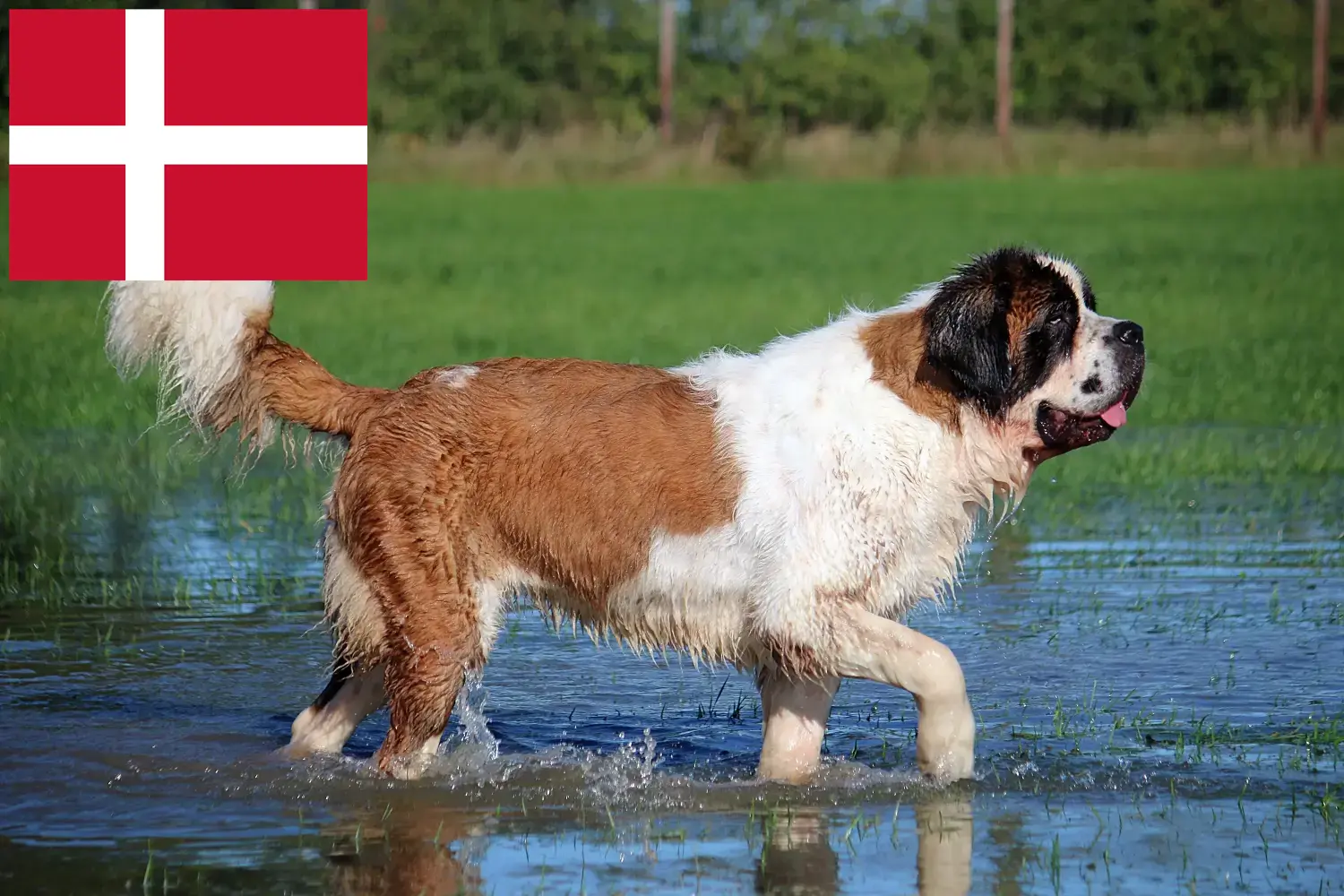 Read more about the article St. Bernard breeders and puppies in Denmark