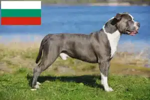 Read more about the article Staffordshire Bull Terrier breeders and puppies in Bulgaria