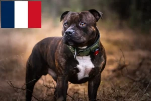 Read more about the article Staffordshire Bull Terrier breeders and puppies in France