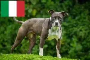 Read more about the article Staffordshire Bull Terrier breeders and puppies in Italy