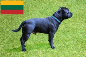 Read more about the article Staffordshire Bull Terrier breeders and puppies in Lithuania