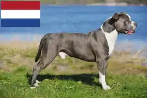 Read more about the article Staffordshire Bull Terrier breeders and puppies in the Netherlands