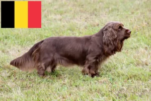 Read more about the article Sussex Spaniel breeders and puppies in Belgium