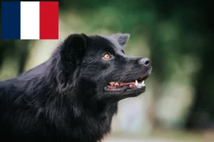 Read more about the article Swedish Lapphund breeders and puppies in France