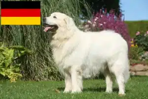 Read more about the article Tatra Sheepdog breeders and puppies in Germany