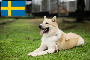 Read more about the article Thai Bangkaew Dog breeders and puppies in Sweden
