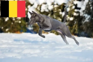 Read more about the article Thai Ridgeback breeders and puppies in Belgium