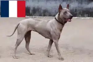 Read more about the article Thai Ridgeback breeders and puppies in France